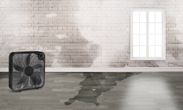Best Ceiling water damage repair  in Shelbyvle, IL