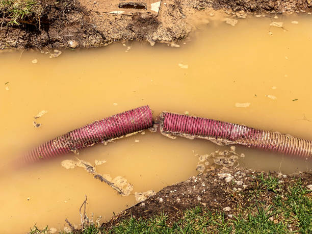 Best Professional water damage repair  in Shelbyvle, IL