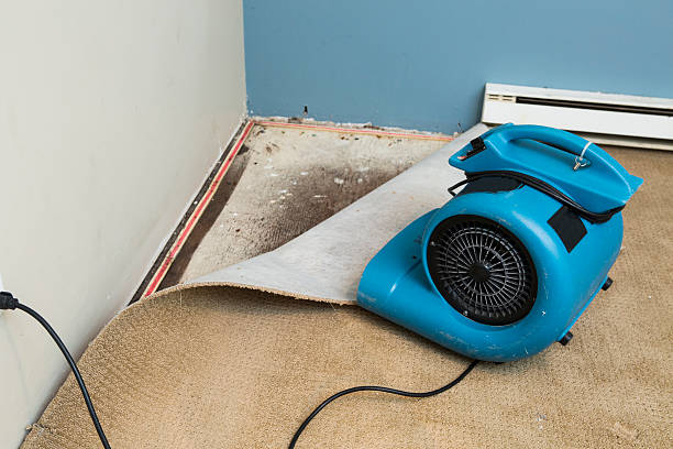 Best Carpet water damage restoration  in Shelbyvle, IL